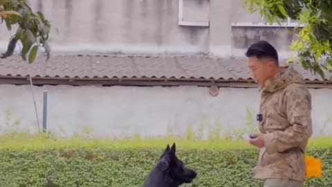 This Dog Training Video Will Change Your Perspective