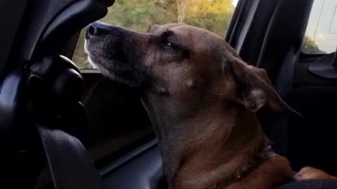 Walking with Dad in the Car