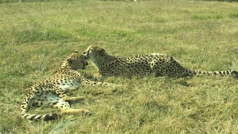 Two leopards cuddling each other