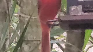 Cardinal on a Bird Feeder