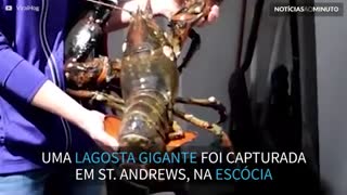 Lagosta gigante de 45 anos é encontrada na Escócia