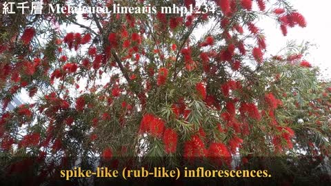 紅千層 Melaleuca linearis, narrow-leaved bottlebrush, mhp1234, Mar 2021