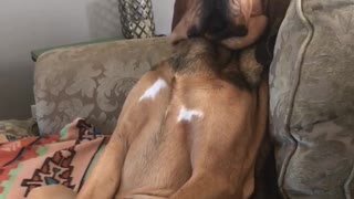 Bloodhound casually sits like a human to watch some TV