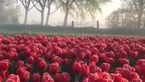 Beautiful Tulips Happy Good Vibes