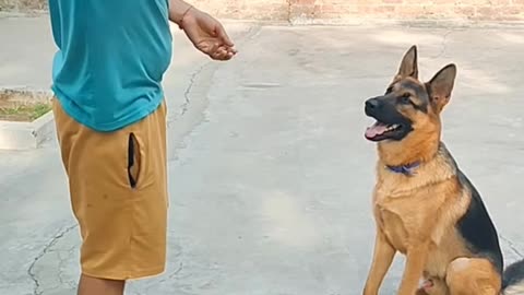 Cute Labrador super excited with new toy mouse