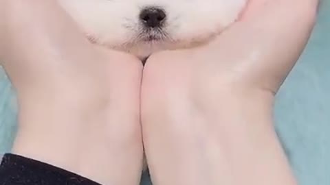 Super Cute puppy playing with owner