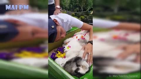 TRY NOT TO CRY Emotional Moments Owners Say goodbye to their dying dog Compilation