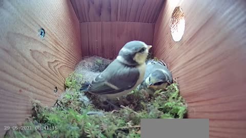 29th May 2021 - Fledging Day Extended Version - Blue tit nest box live camera