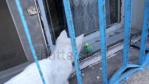 A cat tries to attack a parrot parakeet parrot.