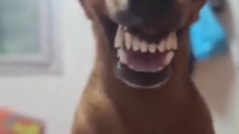 SMILING DOG-CUTE AND FUNNY DOGS