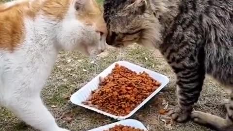 2 cat 😸😸 eating food and fighting #catfighting