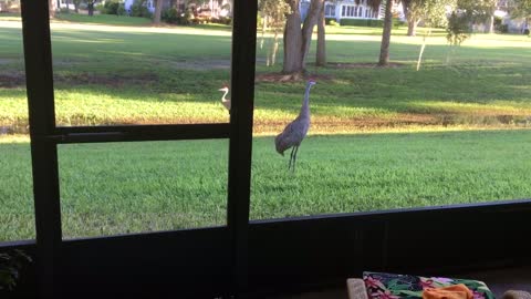 Sand Hill Cranes Frolic in Backyard