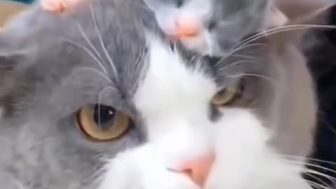 Baby cat funny video