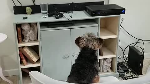 Yorkie loves watching dog films on movie night