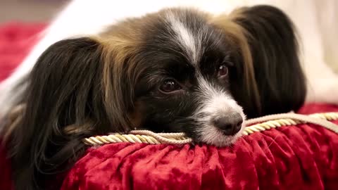 papillon or continental toy spaniel or butterfly dogis a breed of dog of spaniel type