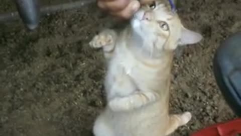 cat drinking warm milk straight from the cow 🐄 🐈