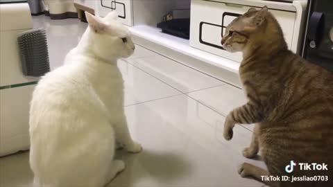 Cats talking !! Cute cats