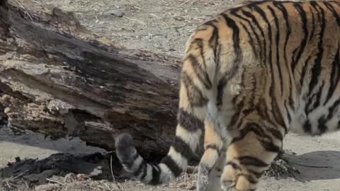 Tail waving, tiger