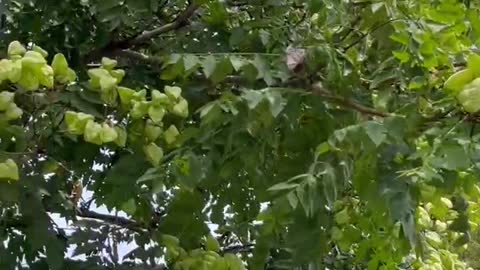 The leaves of this big tree are very special