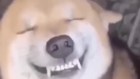 Smiling Dog Compilation