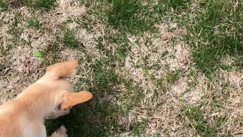 Puppy morty digging