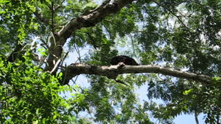 #HowlerMonkey in #Belize