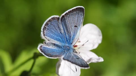 See the butterfly on the beautiful flower