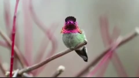 Color changing birds