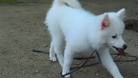 Cute puppy is playing with crab