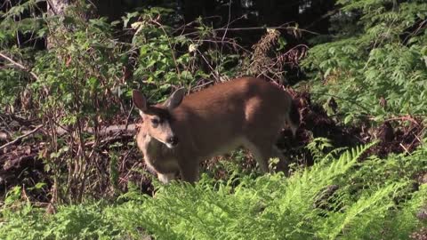 Deer eating Grass