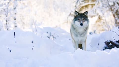 COMPILED VIDEOS WITH WOLVES, WILD ANIMALS AND HUNTERS RUNNING OUT IN THE NATURE [UPDATED 2022]!