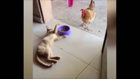 Chicken steals cat food