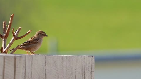 BIRD: Funny bird dancing shimmy with side steps move