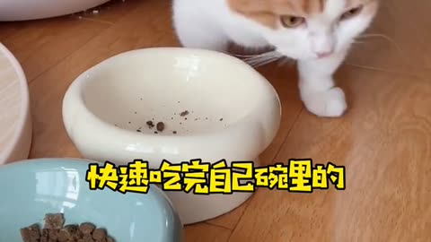 China's cute pet