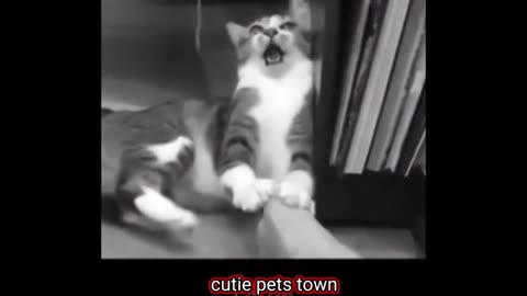 Fanny cat video