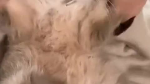 Dancing cat--Best funny cat video