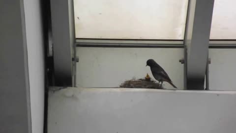 Mother feeding baby birds in nest