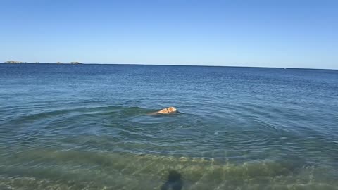 DOLPHIN PLAYING WITH DOG