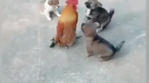 Chickens Dogs Fight video