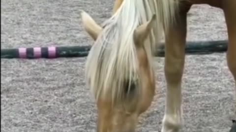 Funny Cat Being Groomed By a Horse #shorts