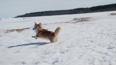 Cute puppy dog catching Fish