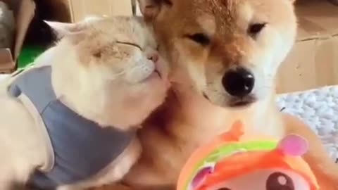 Cat and Dog Friendship - Dog and Cat Pure Love