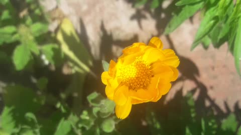 Calendula has bloomed