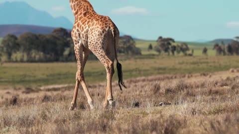 A Giraffe Walking In The Wilderness