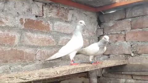 Beautiful pigeon breeder pair best flying salita