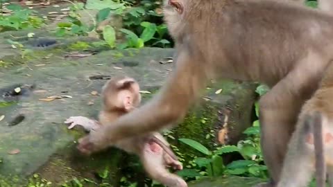 Super pity small baby monkey, mommy playing like enemy 😭