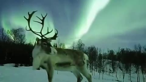 Reindeer posing under an aurora