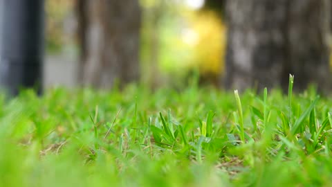 Very beautiful grass landscape