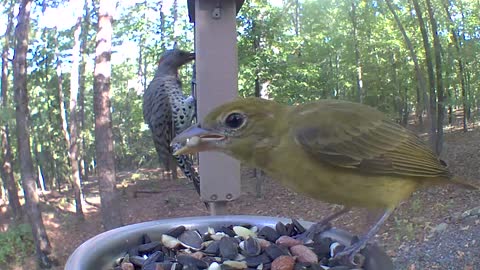 Northern flicker