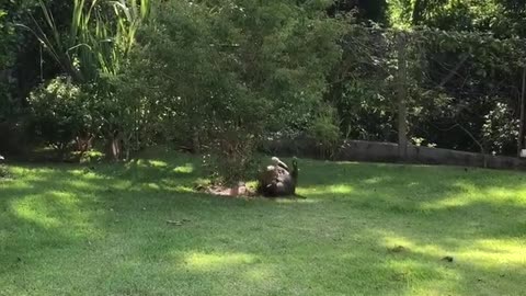 Hulk Enjoys Sliding Around on Grass Slope